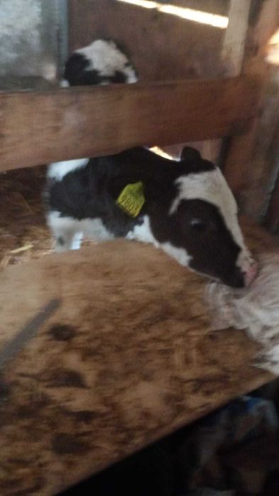 Vițică holstain  din vaca   bună de lapte