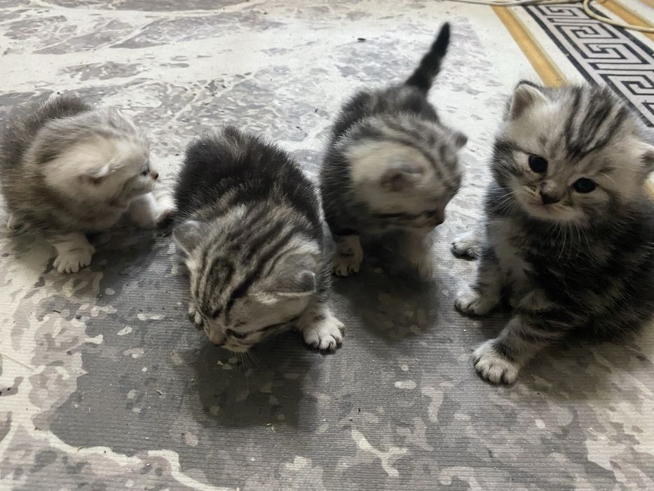 Продам котят скоттиш-страйд