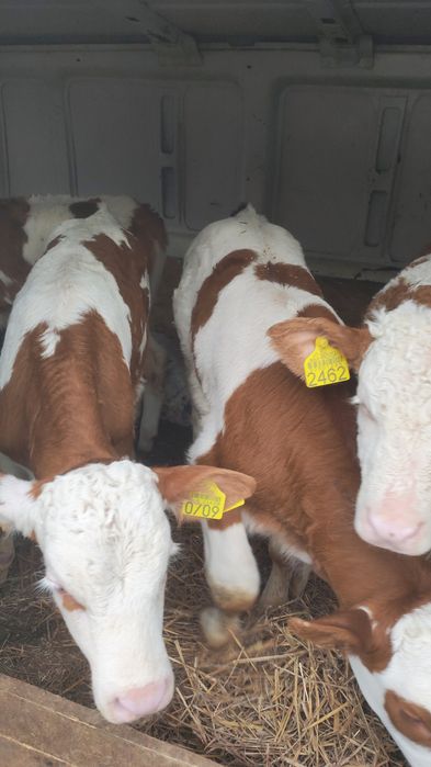 Vând viței bălțați