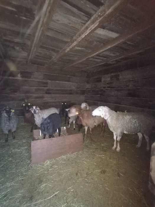 Продам баран и козы