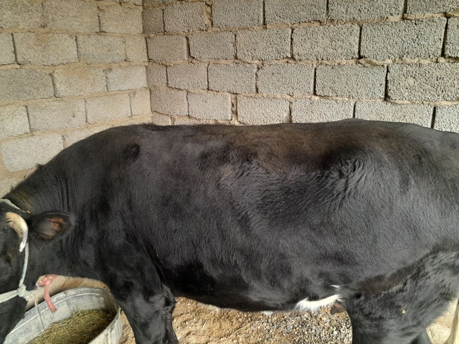 Сиыр 3 жасар семіз