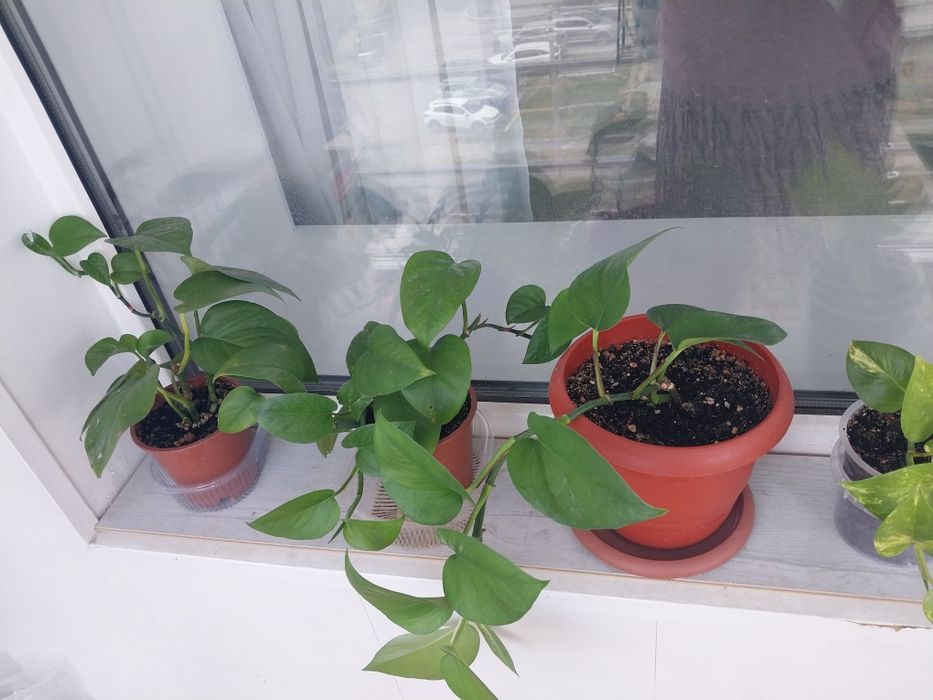 Продам комнатные  цветы.