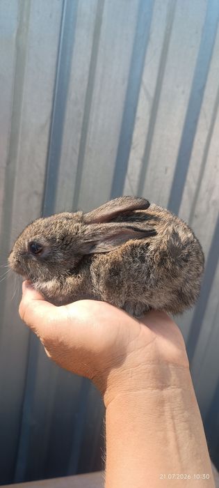 Маленькие крольчата красивые