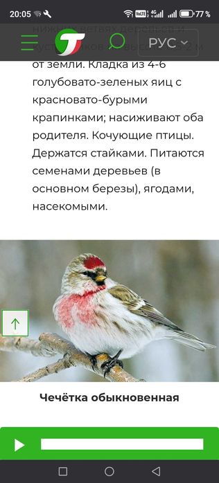 Продам птиц певчих