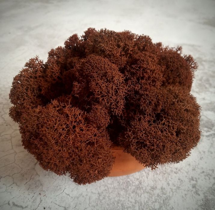 Мох стабилизированный