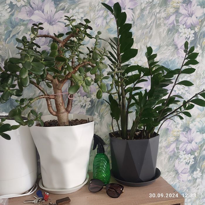 Растения домашние разные