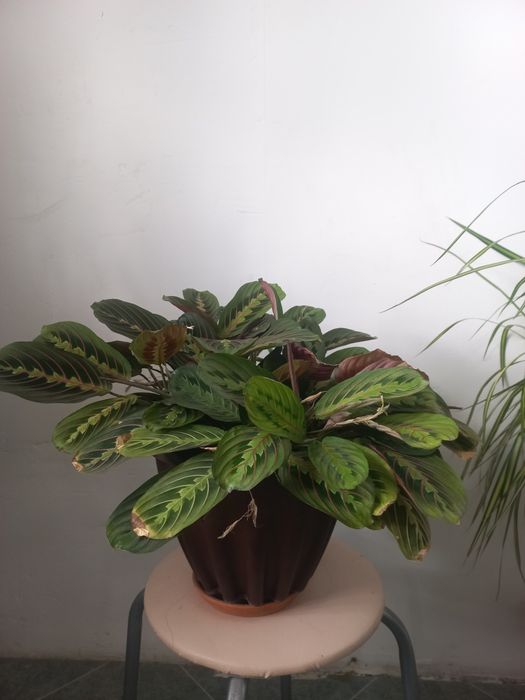 Комнатные цветы.