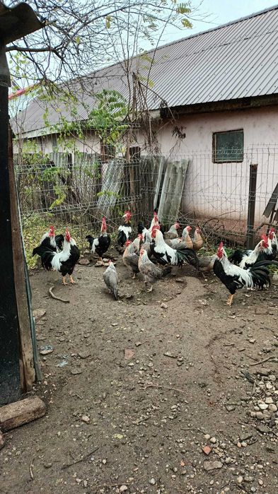 Gaini italiene argintii