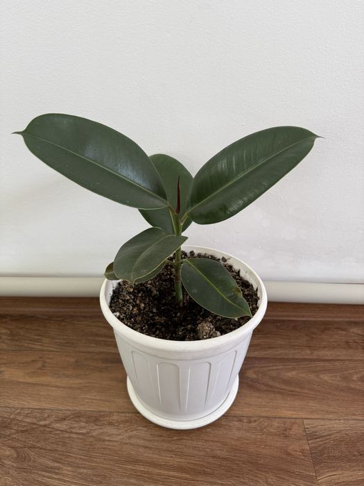 Продам фикус крупнолистный