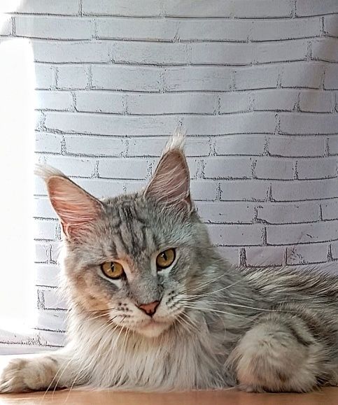 Подрощеные котята Мейн Кун. Питомник  "Fluffy Tale"