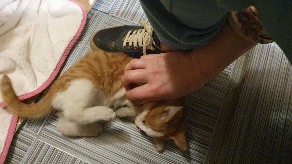 Намерено - Рижаво мъниче спешно търси дом