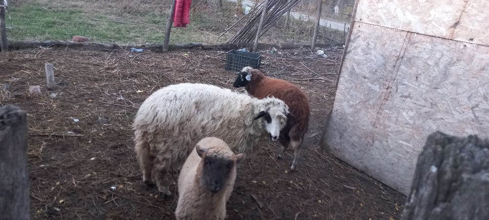 Vând 3 mieluțe de anul ăsta!