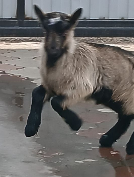 Лақ сатылады Альпии