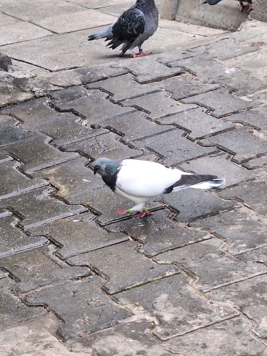 Porumbei zburatori de Budapesta