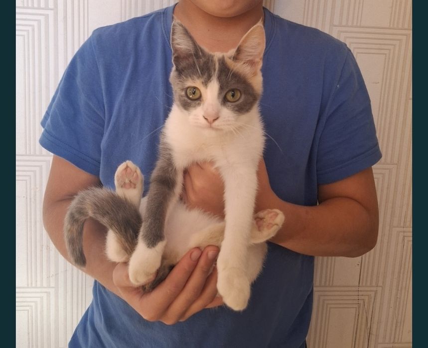 Отдам котят в добрые руки!