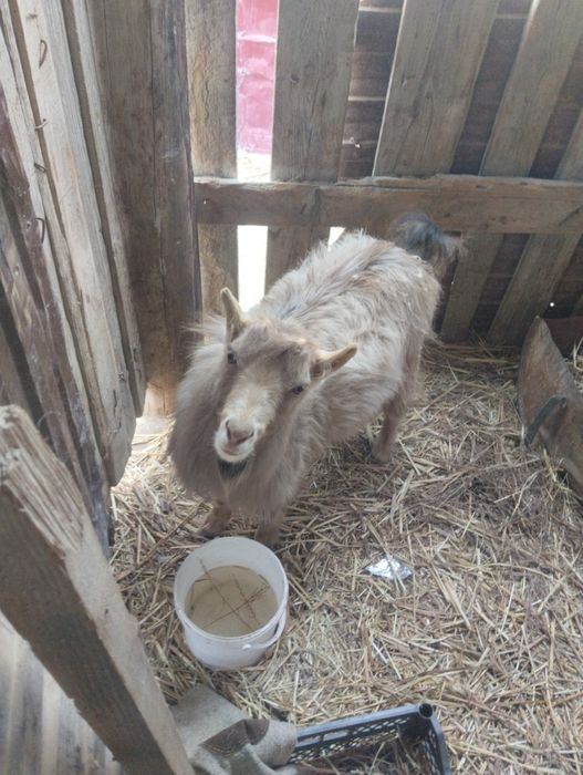 Пародистый теке ешкі сатылады