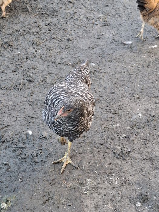 Продам курей и петухов