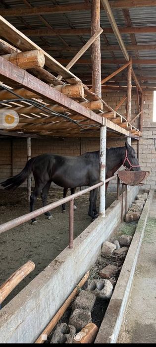 Срочный от сотилади Йоши 8 да кора байир