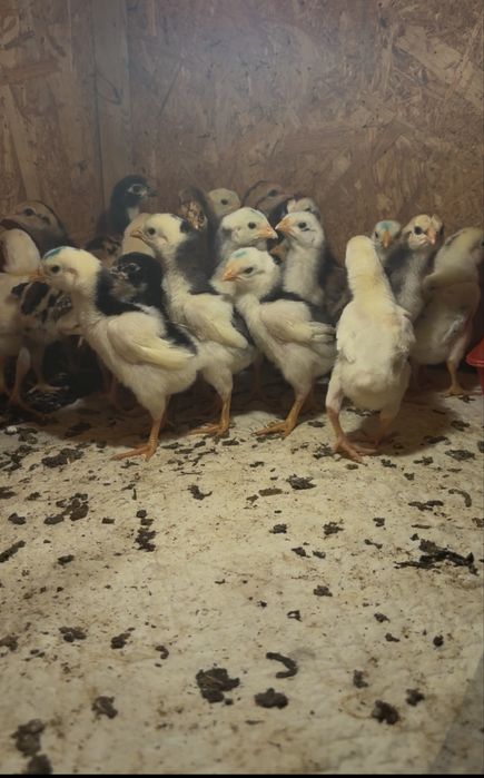 Продается цыплята шамо.