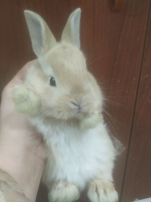 Кролики декоративные