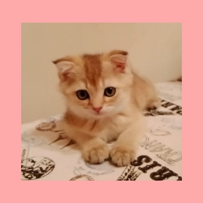 Девочка золотая Шиншила Скоттиш фолд