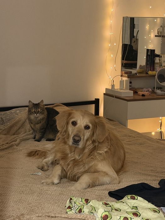 Отдам кошку в добрые руки