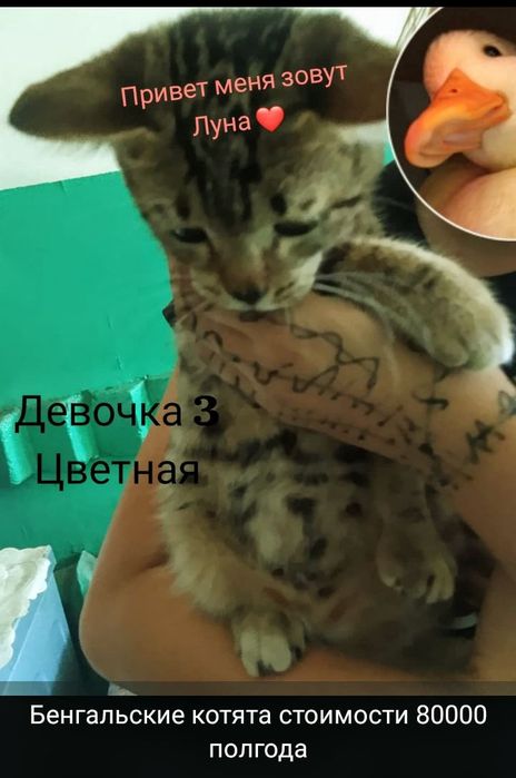 Продам породистых котят