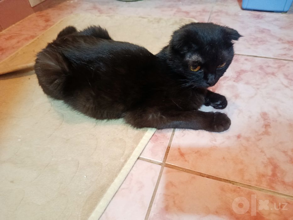 Черная кошка scottish fold
