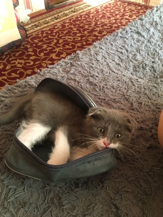 Срочно продаю котенка вислоухий