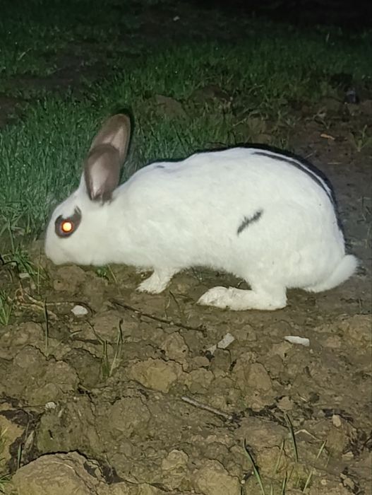 Babichka quyon sotiladi