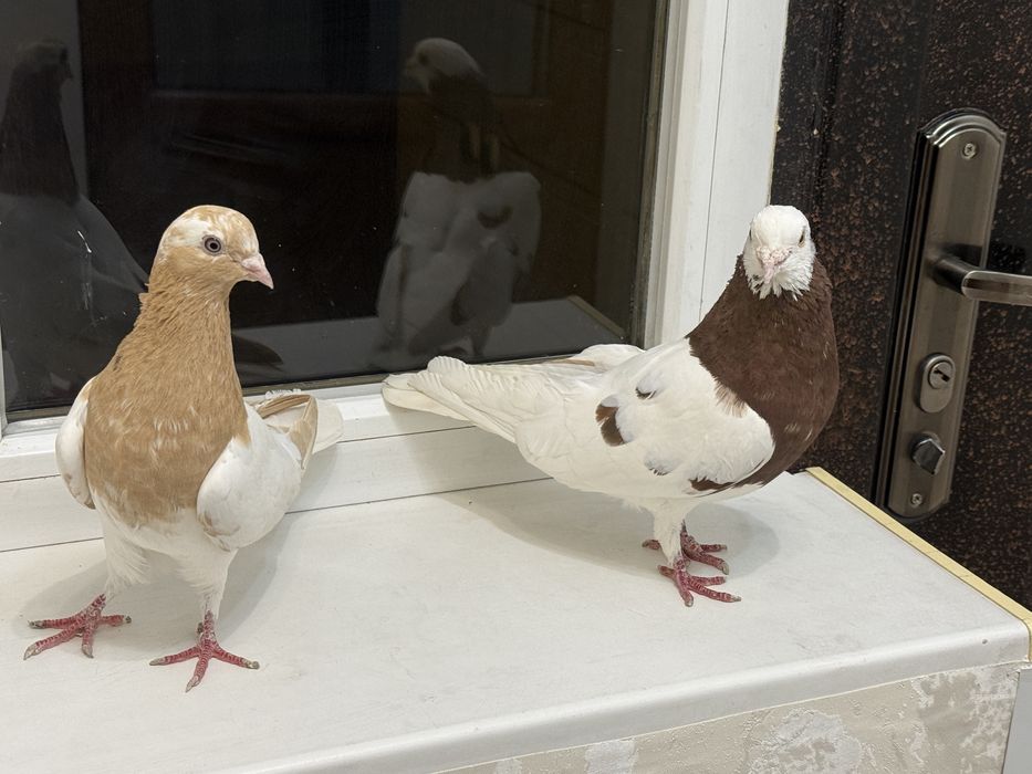 Пара капканов игровые