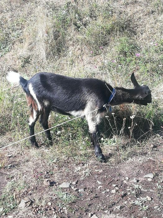 Vând ieduță din primavara