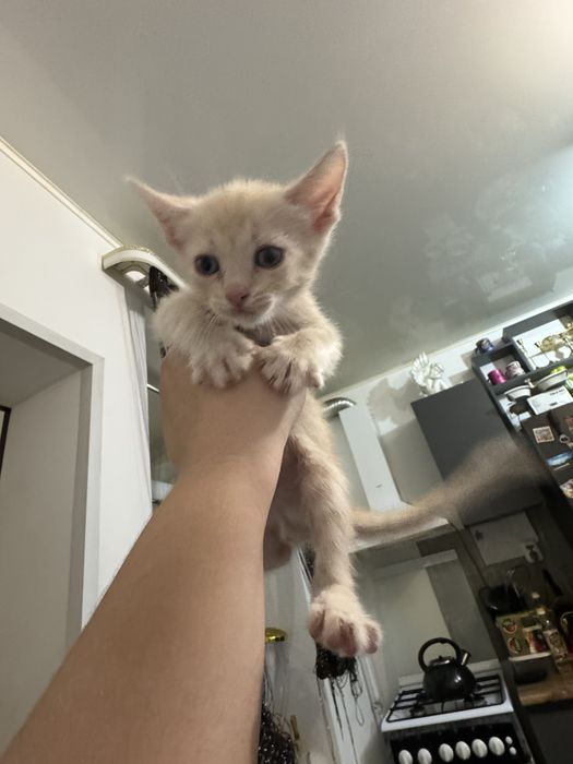 Отдам котят 3рыжих мальчика 2серые девочки