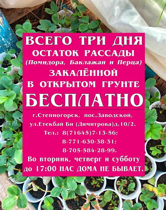 Остаток Рассады БЕСПЛАТНО