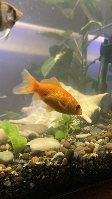 рыбы аквариумные/ балықтар аквариумға