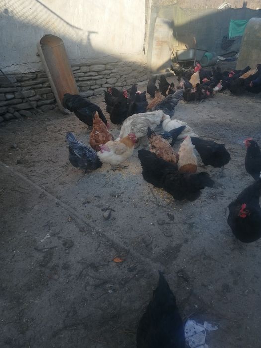 Oua proaspete de vanzare