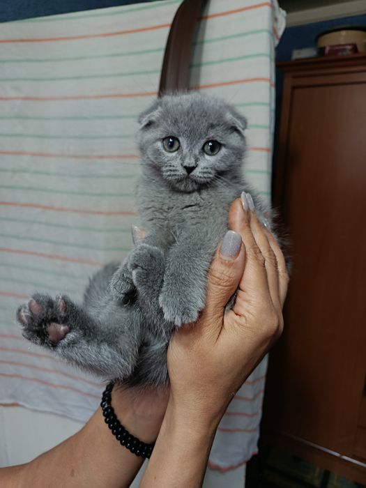 Продаю веслоухие котята