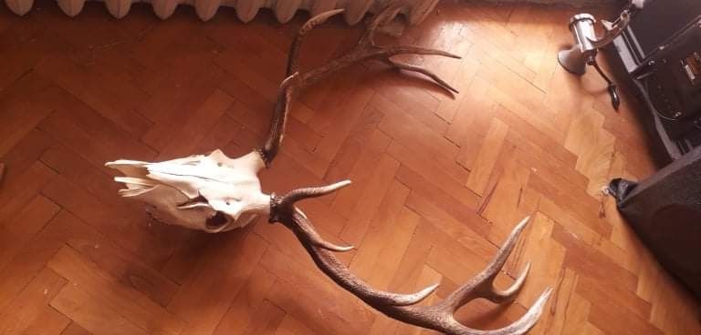 Еленски трофей глава с рога