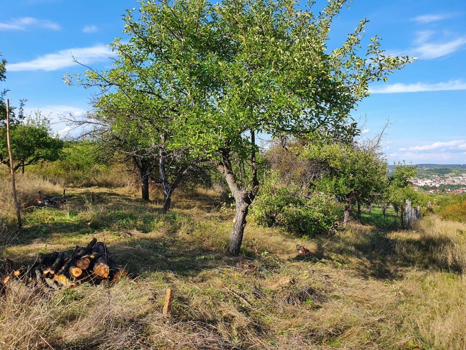 Curat gradini / Curat terenuri