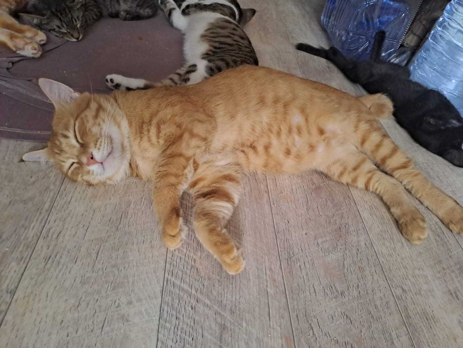 Красивые кошки и коты в добрые руки!!!