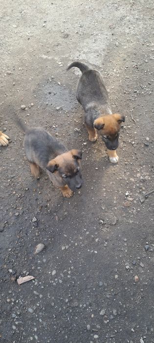 Donez ciobănesc  belgian