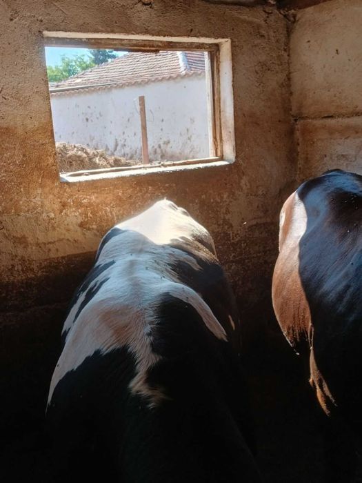 Продавам добре гледани мъжки телета