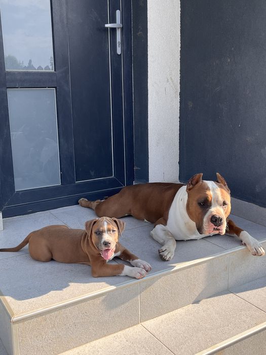Mascul Amstaff cu pedigree