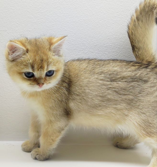 Котик и кошечка  британские