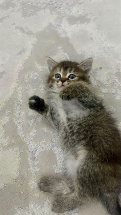 котенок 2.5 месяца