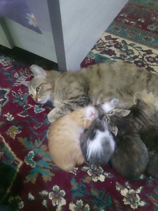 Kima garak bo'lsa baramiz bezplatniy