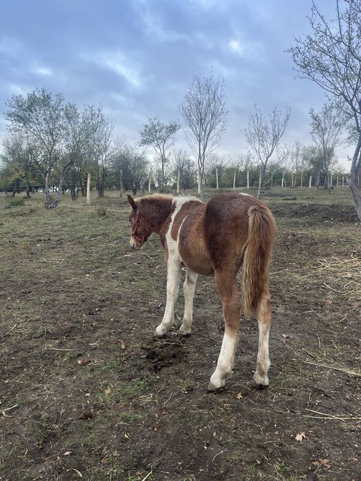 Vand manza tarcata de 5 luni
