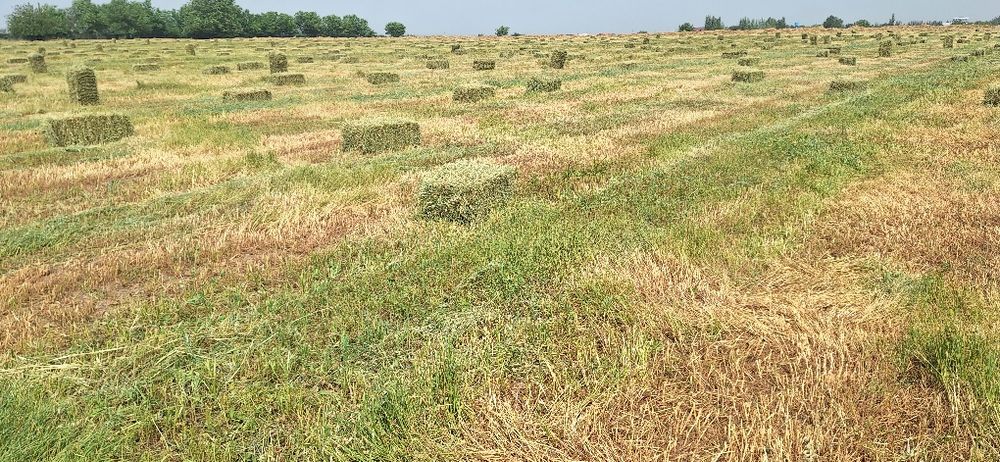 Прис сотилади 1 метирли дагал хашак