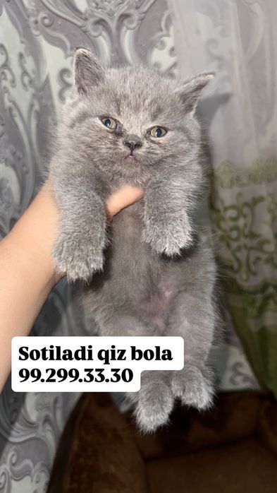 Zotlik mushuk sotiladi