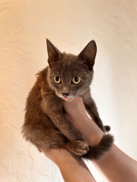 Котик мальчик 5-6 месяцев
